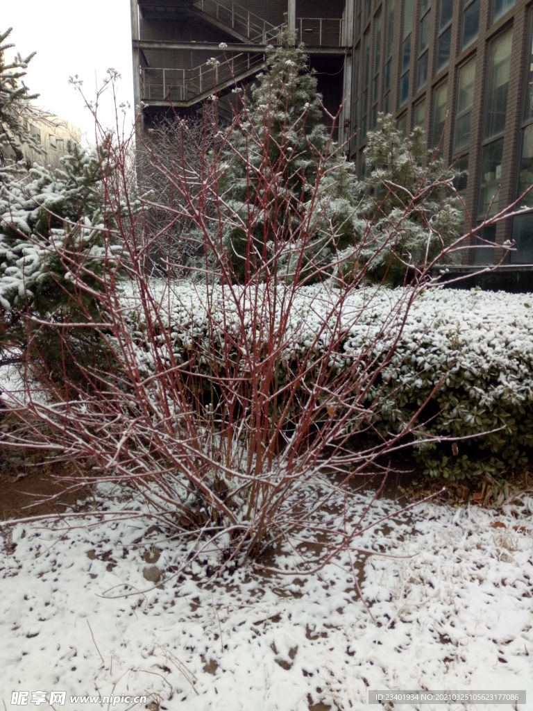 冬天下雪后的植物绿植