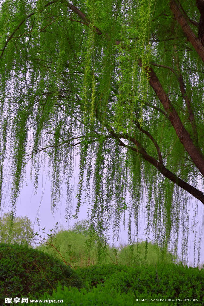 柳枝