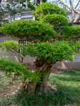 树