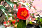 山茶花