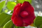 山茶花