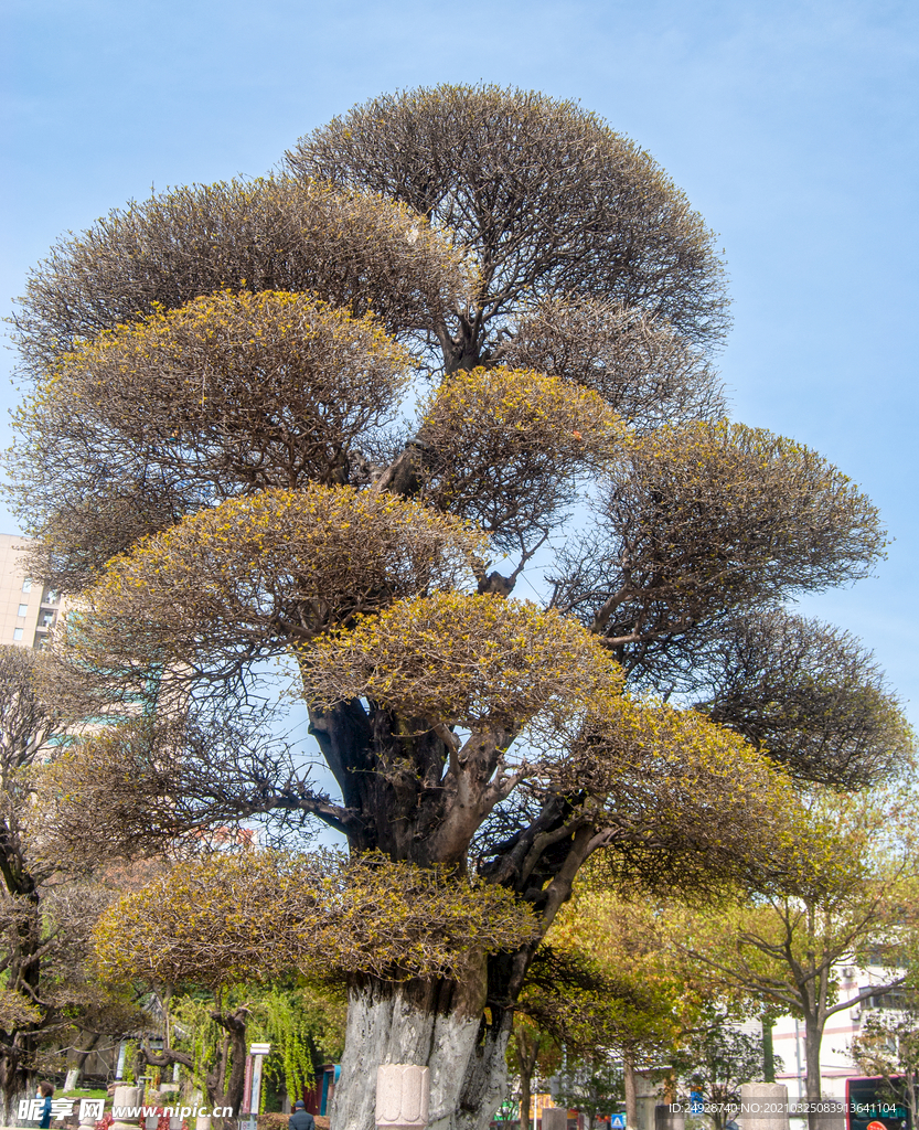 树