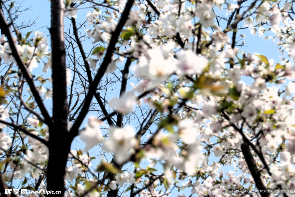 樱花