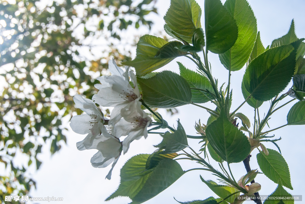 樱花