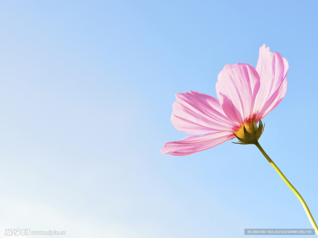 一枝花