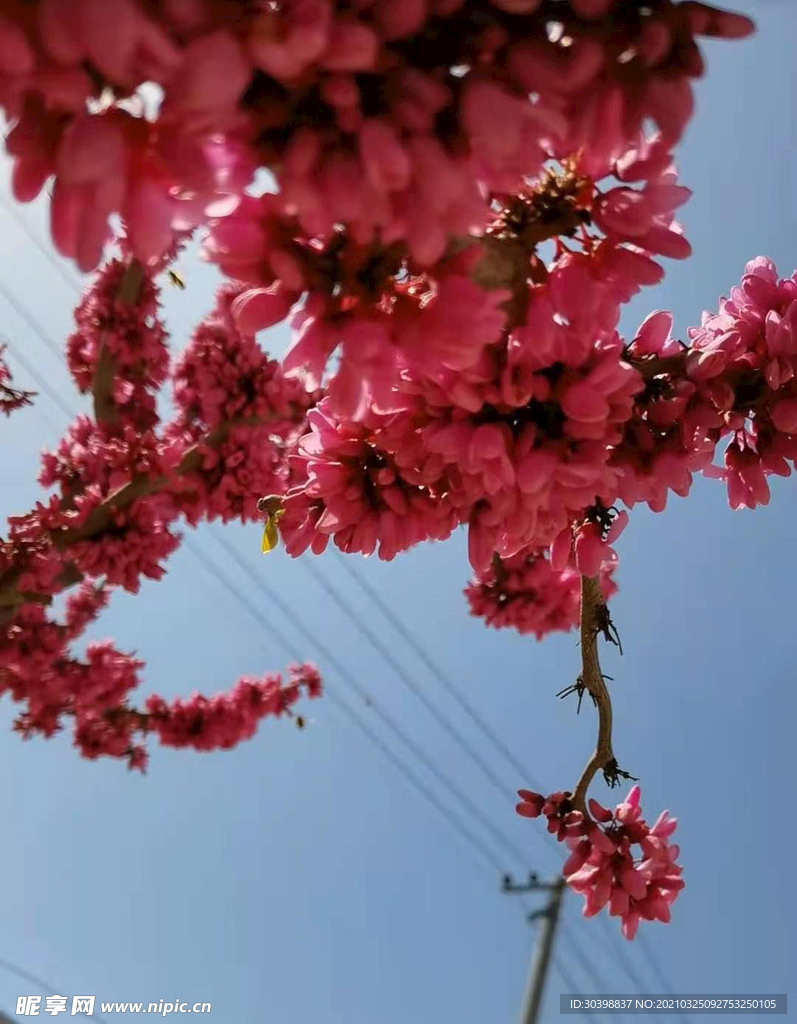花