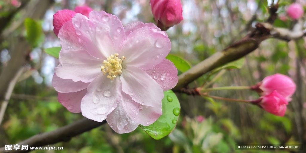 春季海棠花