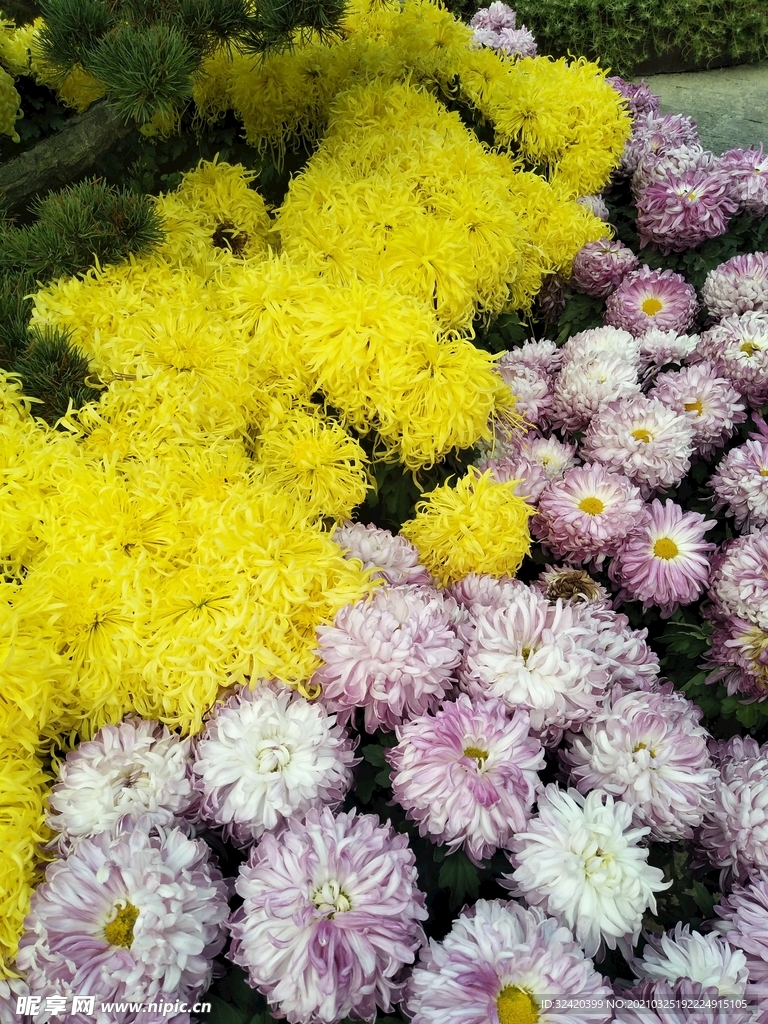 菊花