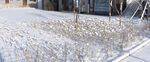 雪