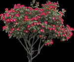 PSD格式植物红色花朵树木