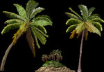 PSD格式分图层椰子树高树植物