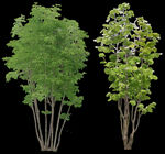 PSD格式分图层树木高清植物