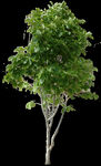 PSD分层植物树木素材高清图