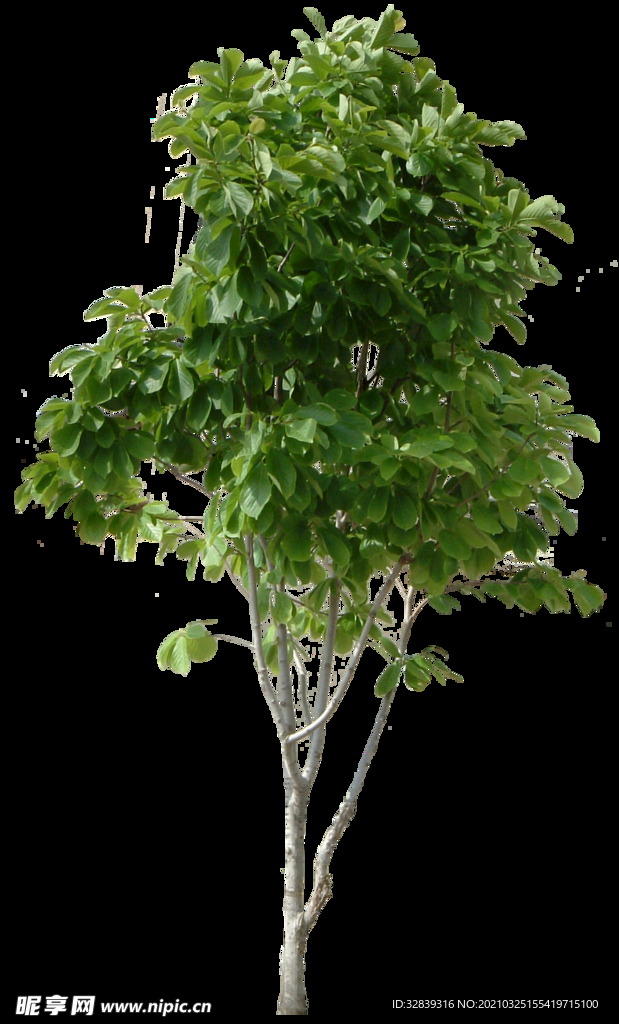 PSD分层植物树木素材高清图