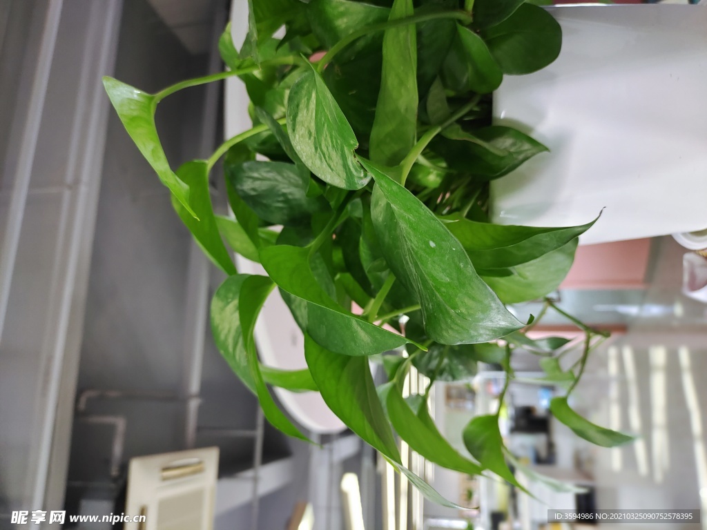 植物绿萝