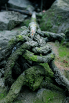 苔藓 绳子