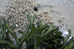 海草