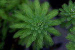 植物 水珠