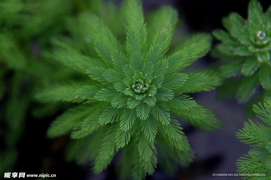 植物 水珠