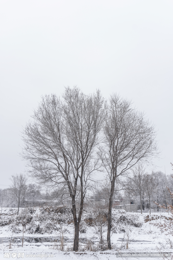 雪景