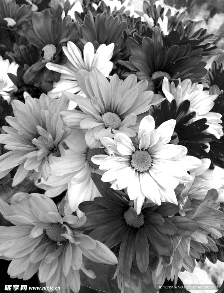 悼念菊花 黑白图片图片