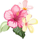 花卉