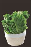 生菜