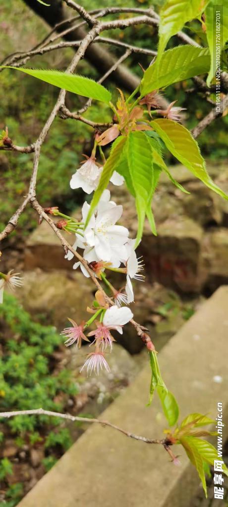 可能是樱花