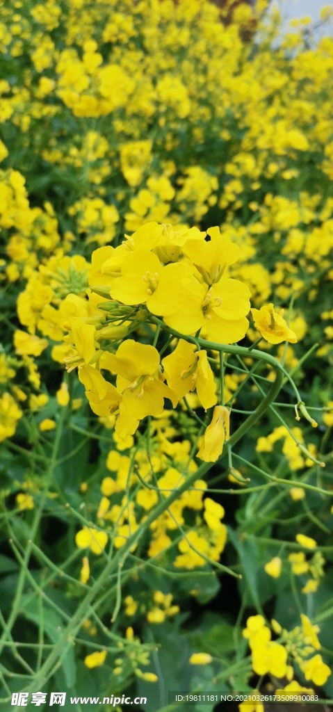 油菜花