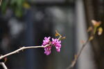 树木发芽
