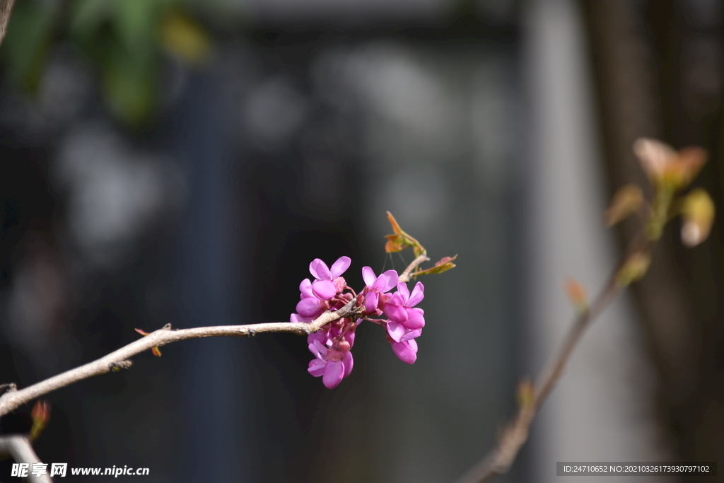 树木发芽