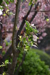 树木发芽