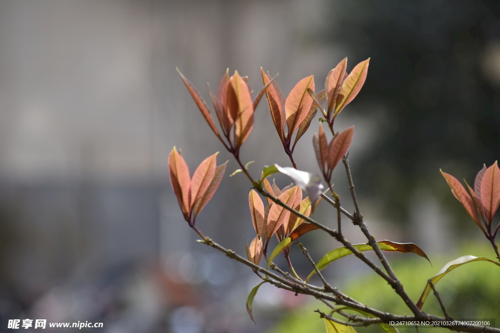 树木发芽