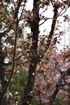 树木发芽