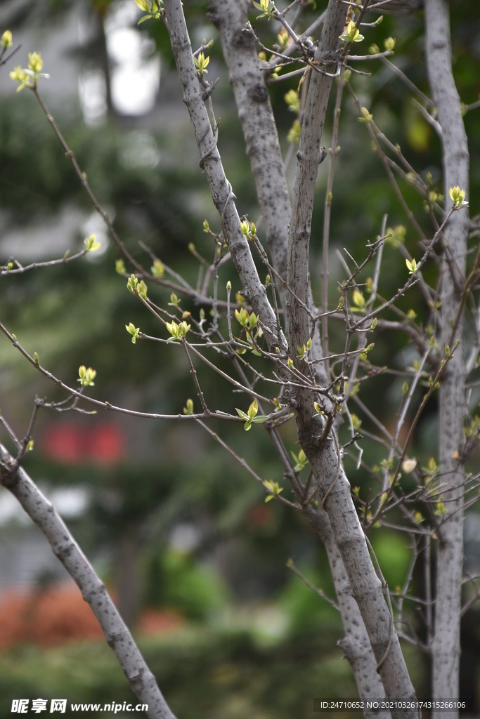 树木发芽