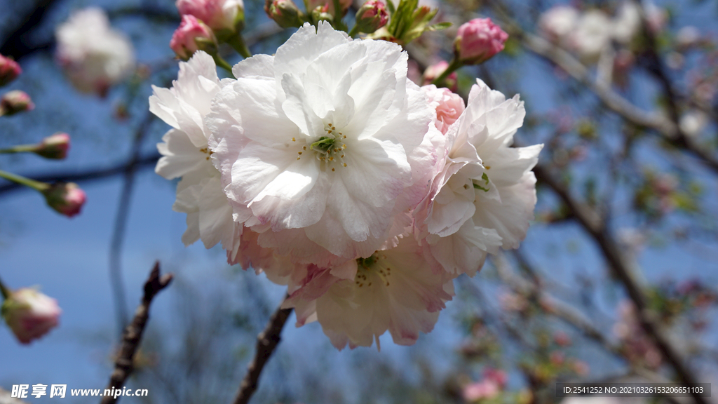 樱花