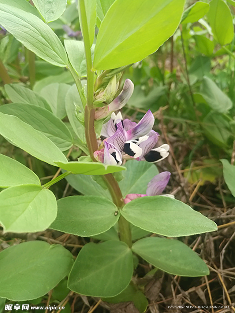 胡豆花