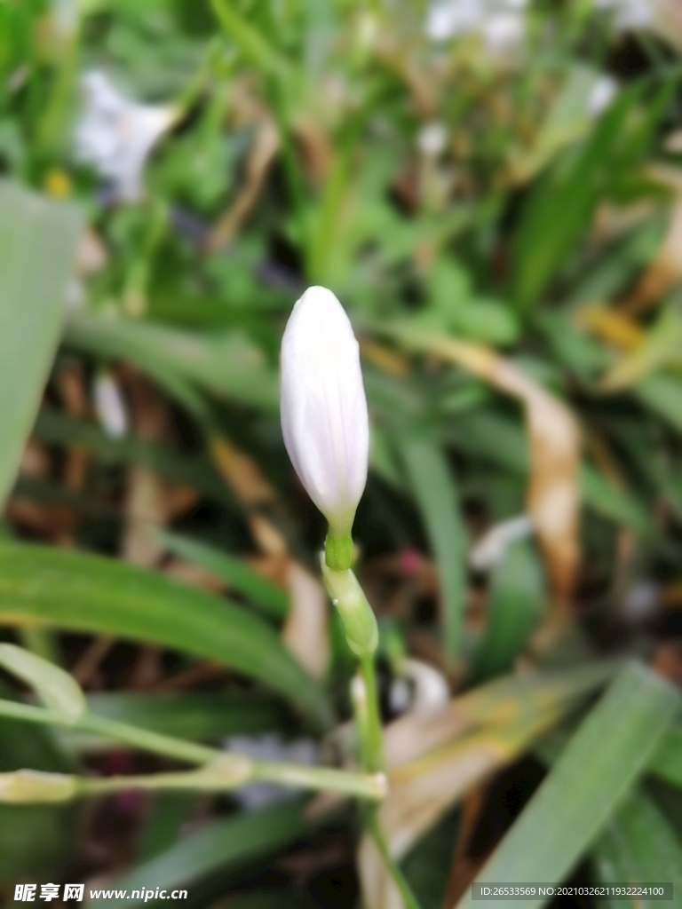 扁竹兰 花卉 春天 鲜花 花苞