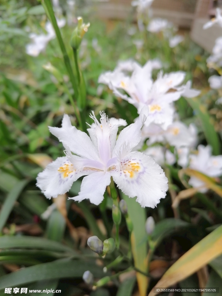 扁竹兰 花卉 春天 鲜花 绽放