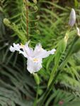 扁竹兰 花卉 春天 鲜花 绽放