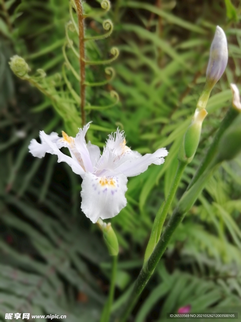 扁竹兰 花卉 春天 鲜花 绽放