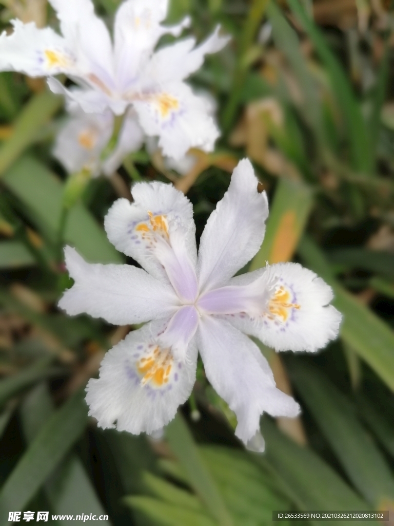 扁竹兰 花卉 春天 鲜花 绽放