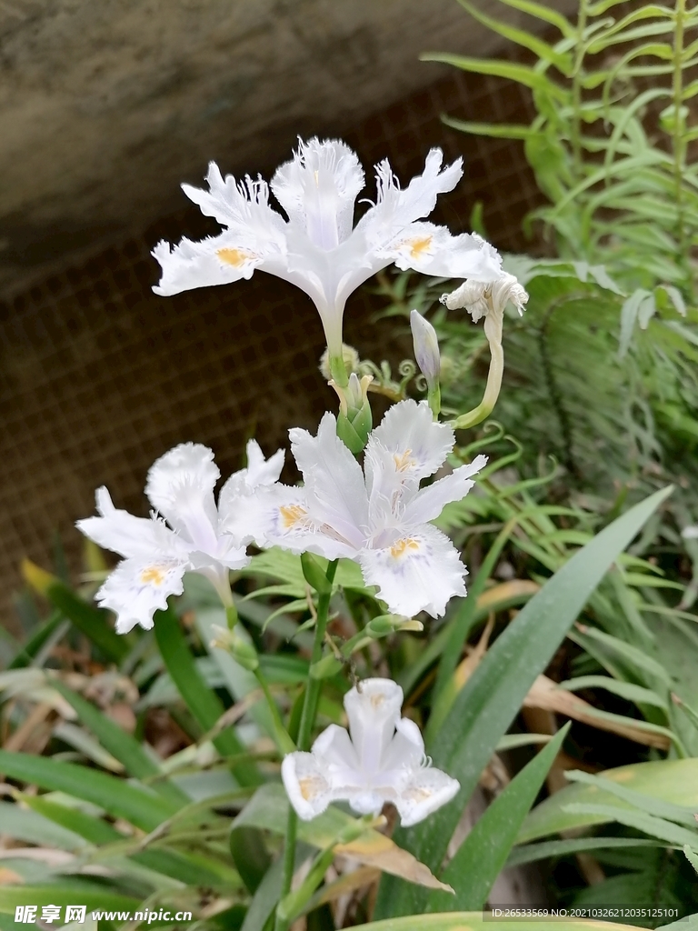 扁竹兰 花卉 春天 鲜花 绽放