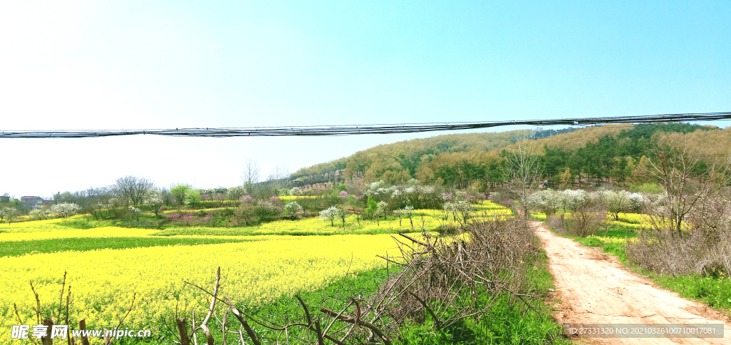 油菜花田世外桃源