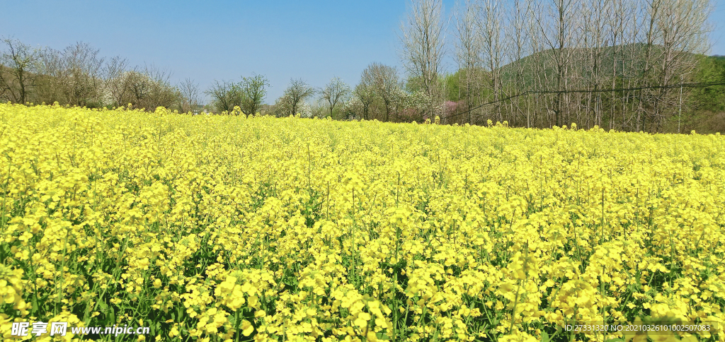 油菜花田世外桃源