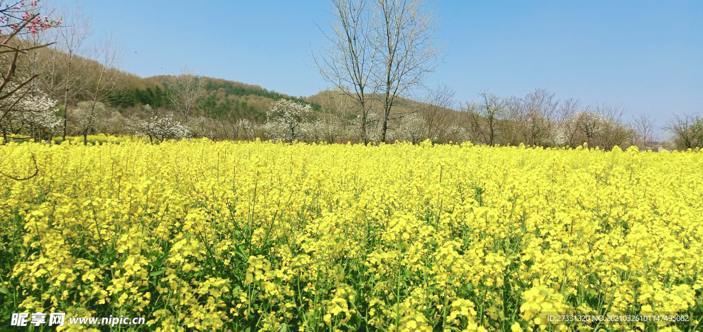 油菜花田世外桃源