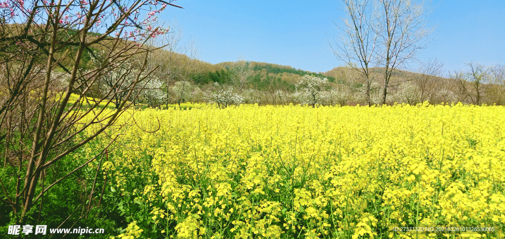 油菜花田世外桃源