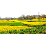 油菜花田世外桃源