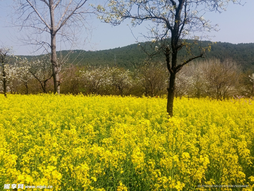 麦田油菜花图片