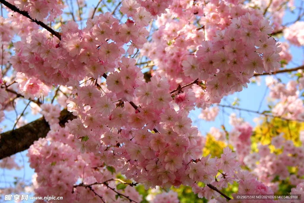 樱花